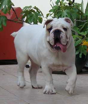 Mon bulldog Anglais